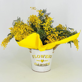 Aromatnaya mimoza v vedyorke podarok na 8 marta