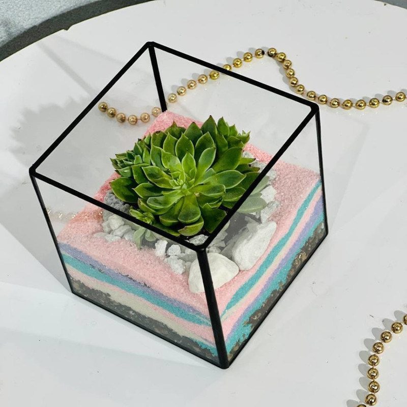 Флорариум куб с суккулентами каменная роза, стандартный