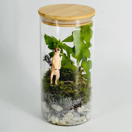 Интерьерный флорариум мохариум с растением плющ