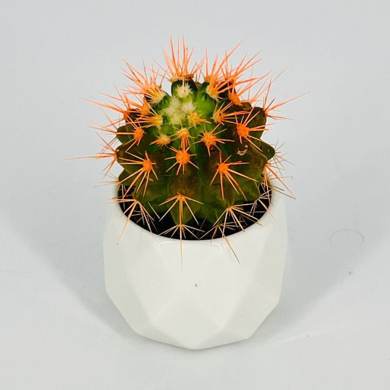 Эхинокактус в кашпо, стандартный