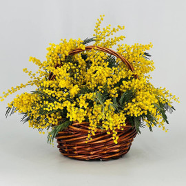 Korzina aromatnoj mimozi podarok na 8 marta