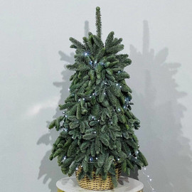 Новогодняя ель из живой хвои нобилис 100 см