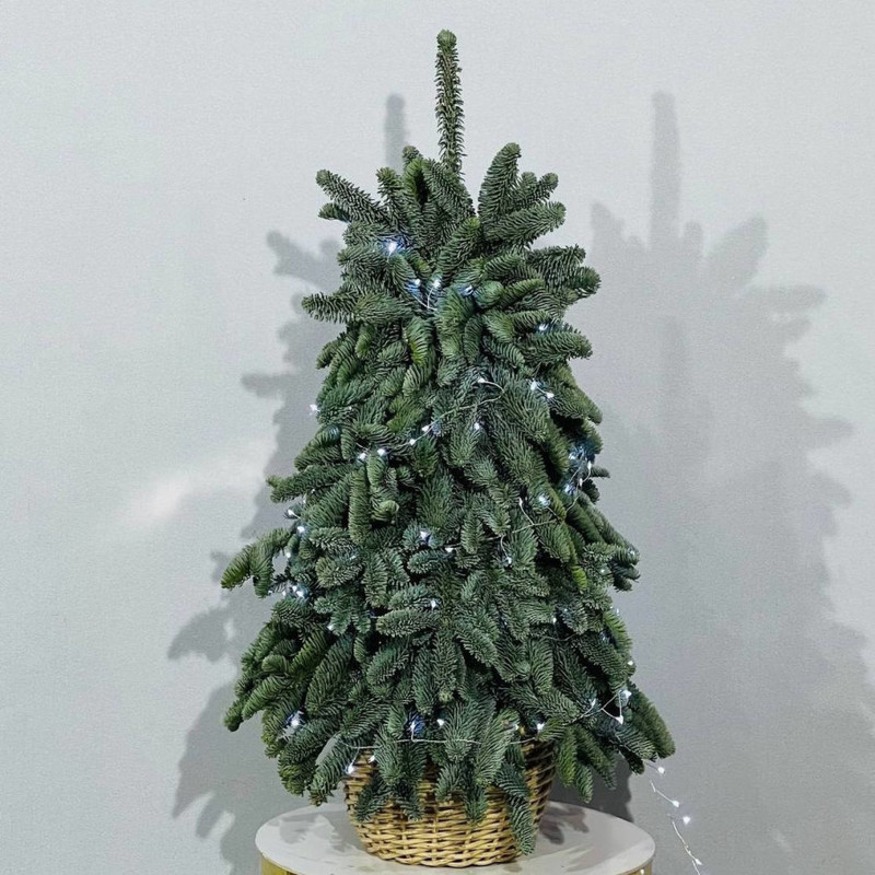 Новогодняя ель из живой хвои нобилис 100 см, стандартный