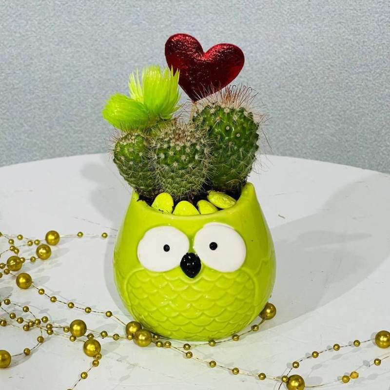 Kaktus v kashpo "Sovyonok", standart