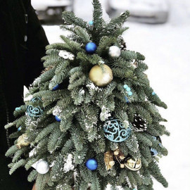 YOlka iz natural_noj pihti nobilis dekorativnaya 50 sm