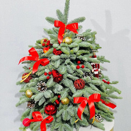 Ель новогодняя из живого нобилиса ручная работа 60 см