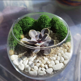 Mini akvarium s sukkulentom. Florarium s kamennoj rozoj