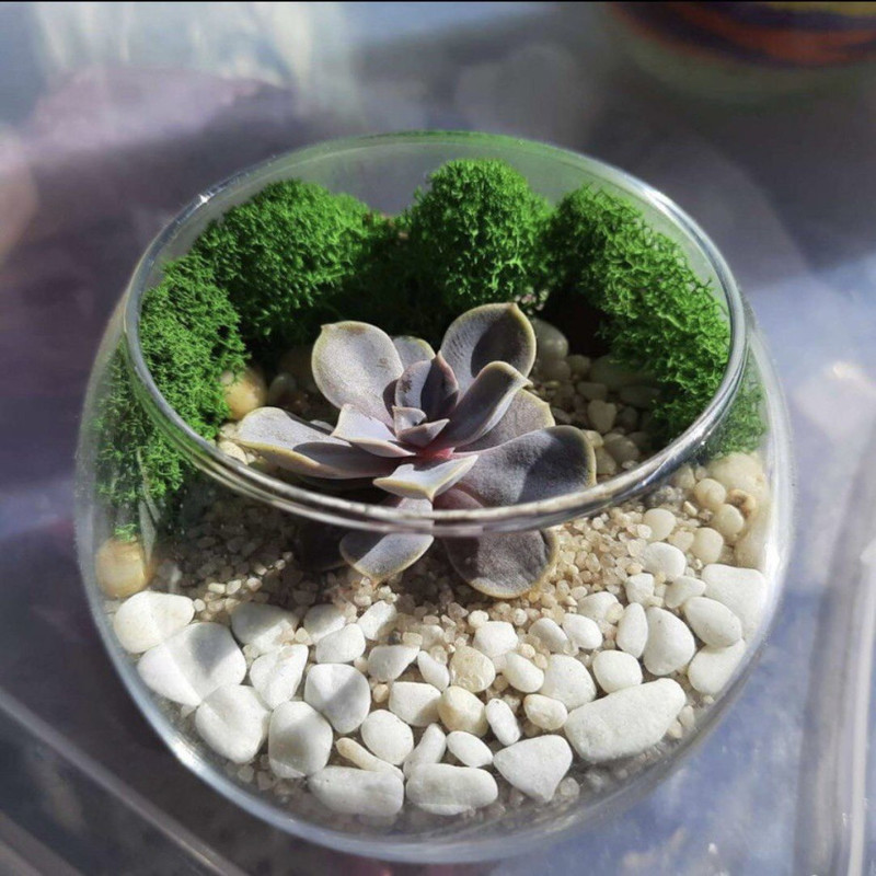 Мини аквариум с суккулентом. Флорариум с каменной розой, стандартный