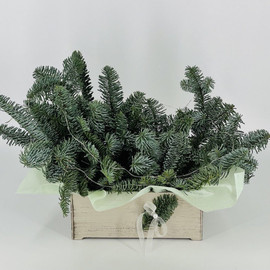Букет из живой хвои нобилис в деревянном ящичке
