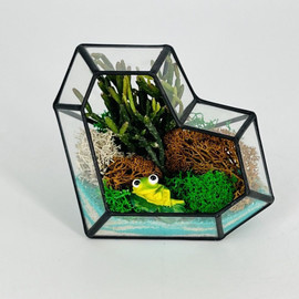 Mini sad florarium serdtce s sukkulentom s figurkoj lyagushka