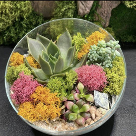 Sukkulenti v akvariume. Florarium s rasteniyami