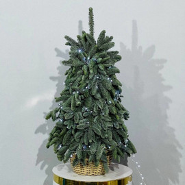 Elka iz zhivogo nobilisa 80 sm