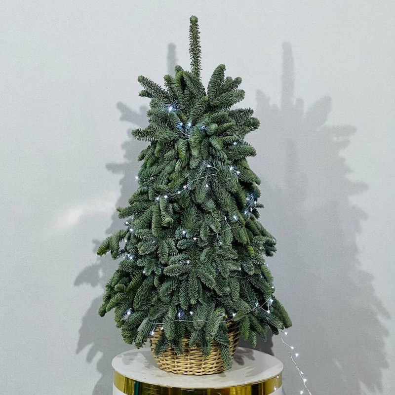 Elka iz zhivogo nobilisa 80 sm, standart