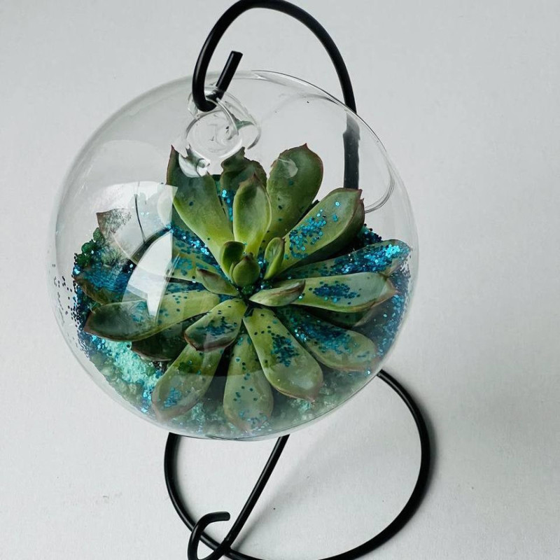 Mini florarium s sukkulentom, standart