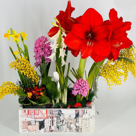 Vesennie pervotcveti v  kashpo s mimozoj. Giatcint, nartciss, amarillis, primula, muskari, krokus