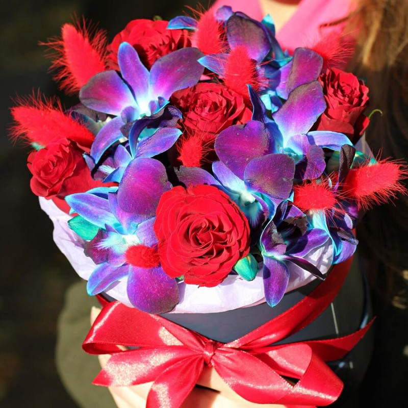 Kosmicheskij dendrobium "Barhat Flori", standart