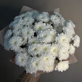 Hrizantema belaya 11 sht v upakovke