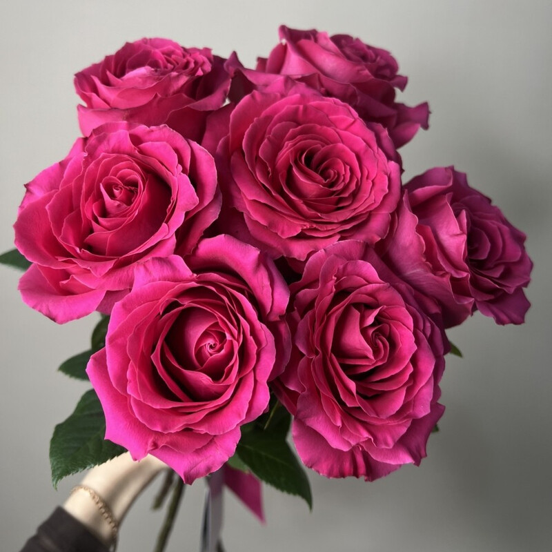 Роза "Фулл Монти" 7шт , роза "фулл монти" 7шт