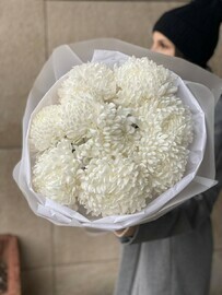 pishnaya hrizantema "bigudi"