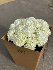 гортензия 15