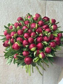 Пионы Бордо 51