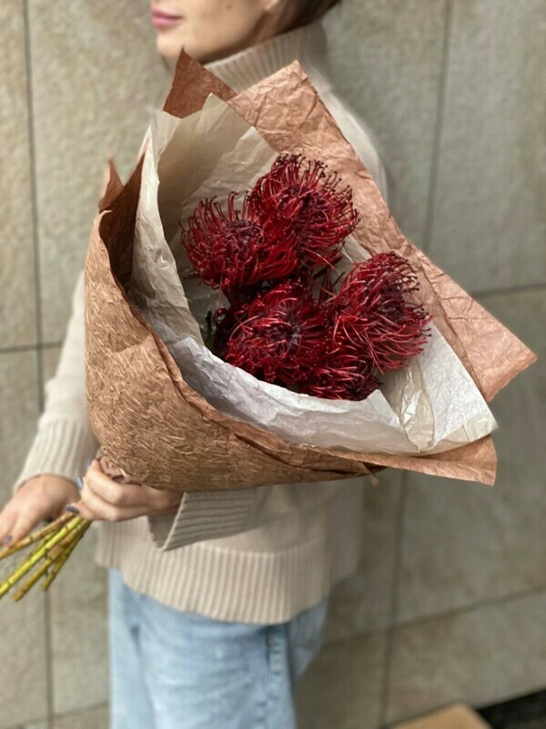 nutan bordo ekzoticheskij, standart