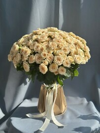 SHarm Provans 51roza