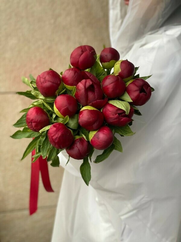 пион бордо 15, стандартный