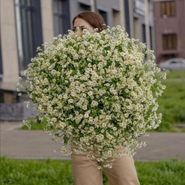 GIANT BOUQUET OF DAISY FLOWERS