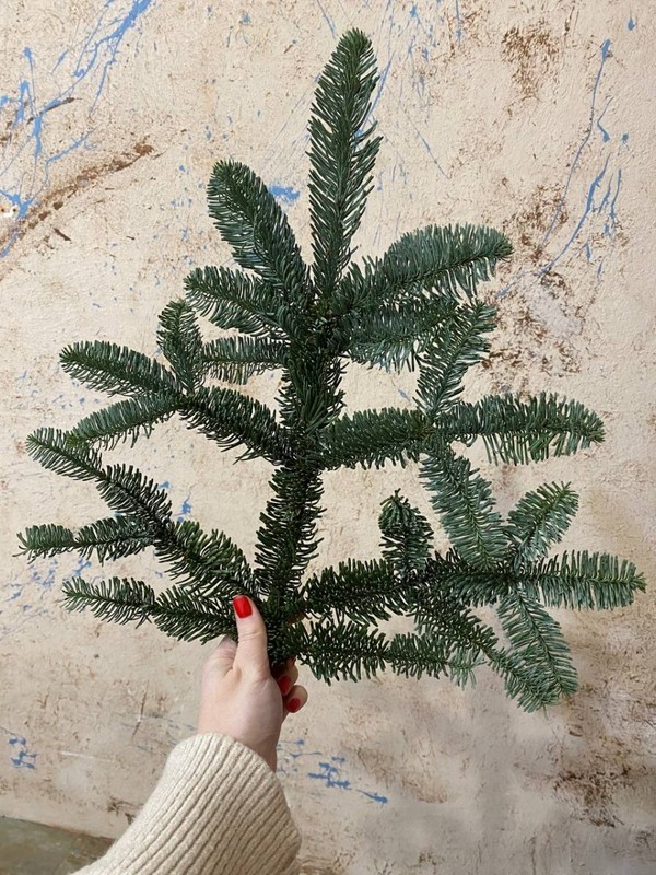 Nobilis ZHivoj, standart