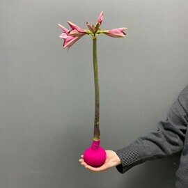 Амариллис в капсуле