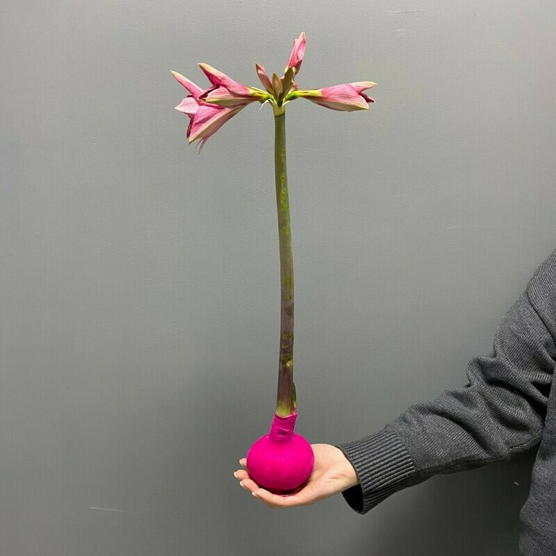 Амариллис в капсуле, стандартный