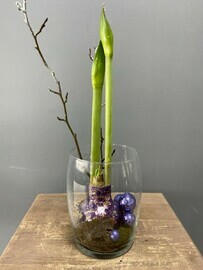 Флорариум с амариллисом в капсуле