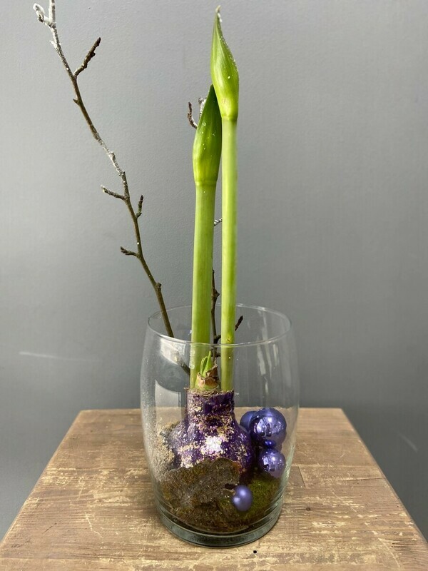 Флорариум с амариллисом в капсуле, стандартный