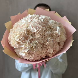 Buket iz 5 rozovih gortenzij