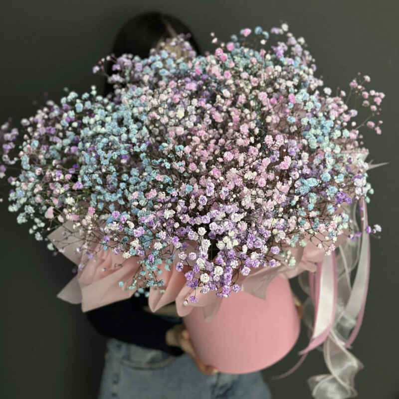 Gipsofila miks, standart