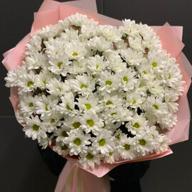 Ромашковидные хризантемы