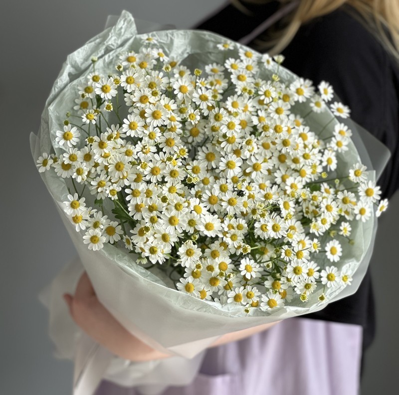 Daisies, 21 tanatcetum