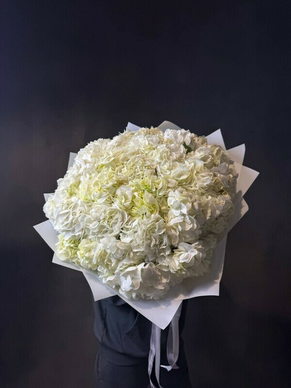 31 белая гортензия, 31 белая гортензия