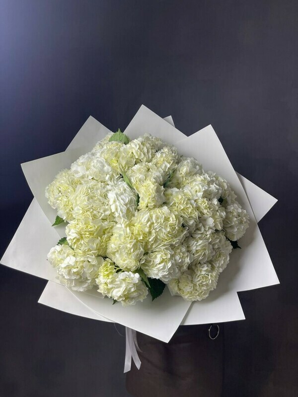 25 белых гортензий, 25 белых гортензий