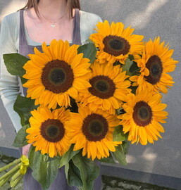 7 solnechnih podsolnuhov