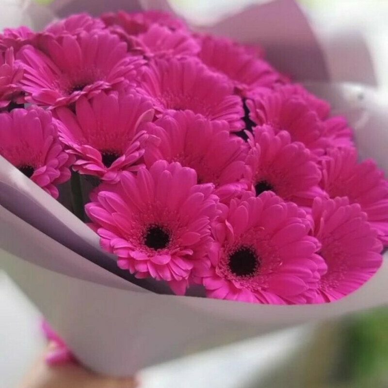 Malinovie sni, standart