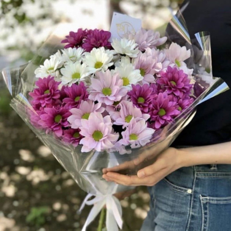 Ромашковая хризантема, стандартный