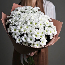 Ромашковое поле