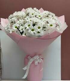 Хризантемы ромашка