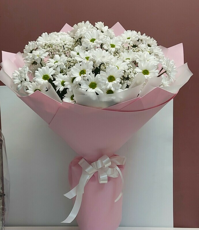 Хризантемы ромашка, стандартный