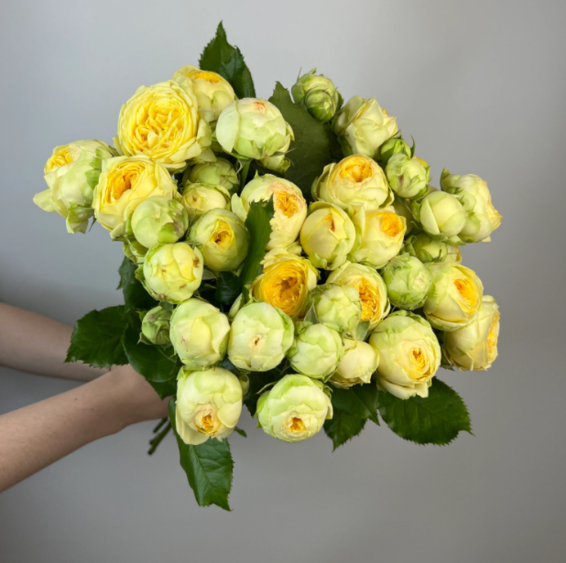 Букет из 17 кустовых роз "Пиони Баблз" 40 см, букет из 17 кустовых роз "пиони баблз" 40 см