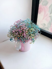 Gipsofila raduzhnaya v shlyapnoj korobke