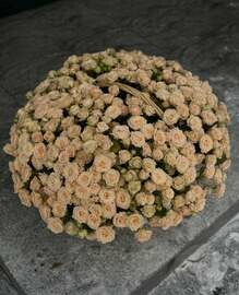 51 bushy cream roses in a basket