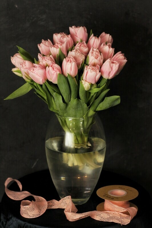 Тюльпан пионовидный Dreamer 19 шт, тюльпан пионовидный dreamer 19 шт